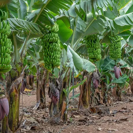 Rk Farallon Canteras מלון דירות